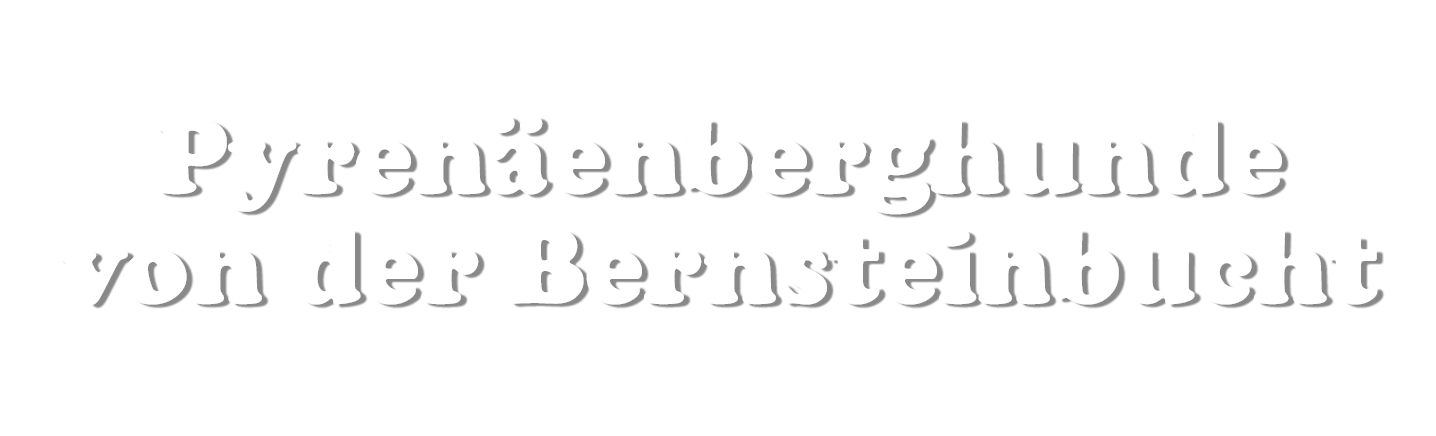 Pyrenäenberghundzwinger von der Bernsteinbucht